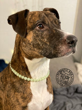 Load image into Gallery viewer, Green Glow in the Dark XS Bead Collar