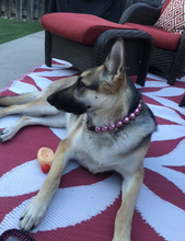Load image into Gallery viewer, Chunky Rose Pink Pearls Acrylic Bead Collar