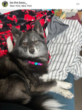 Load image into Gallery viewer, Hypnotic Dog Signature Acrylic Bead Collar