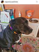 Load image into Gallery viewer, Witching Hour Halloween Bead Collar
