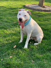 Load image into Gallery viewer, Sky Blue Rain Triplo Acrylic Bead Collar