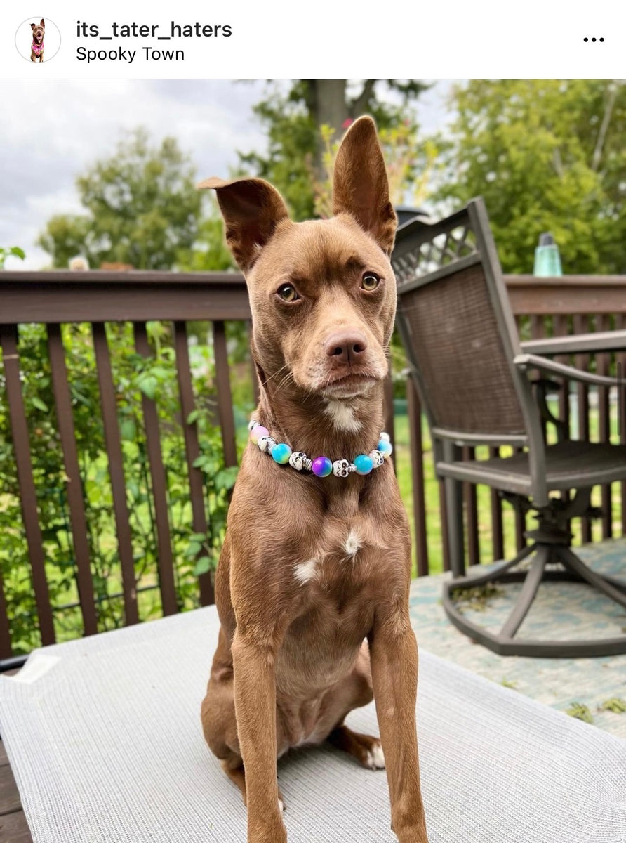 Dog Collar, Aerial Aerial Spiral Pastel Tie Dye / SM