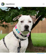 Load image into Gallery viewer, Unicorn Glam 🦄 Bead Collar