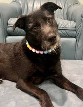 Load image into Gallery viewer, Pastel Rainbow Acrylic Bead Collar
