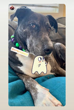Load image into Gallery viewer, Monster Bash Bead Collar