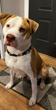 Load image into Gallery viewer, Conqueror Bead Collar