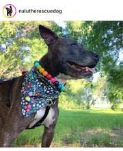 Load image into Gallery viewer, Rainbow š Acrylic Bead Collar