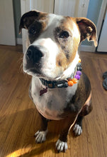 Load image into Gallery viewer, Witching Hour Halloween Bead Collar