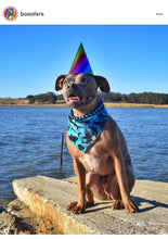 Load image into Gallery viewer, Blue Spark Bead Collar