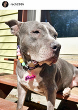Load image into Gallery viewer, Pastel Rainbow Acrylic Bead Collar