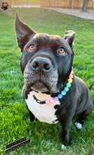 Load image into Gallery viewer, Pastel Rainbow Acrylic Bead Collar
