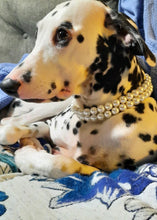 Load image into Gallery viewer, Duplo Mini White Pearl Acrylic Bead Collar