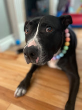 Load image into Gallery viewer, Pastel Rainbow Acrylic Bead Collar