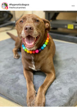Load image into Gallery viewer, Rainbow š Acrylic Bead Collar