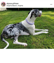 Load image into Gallery viewer, Lavender Rain Triplo Acrylic Bead Collar