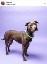 Load image into Gallery viewer, Minty Sage Acrylic Bead Collar - SALE