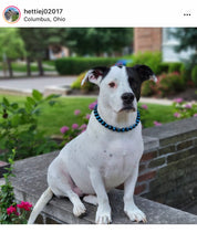 Load image into Gallery viewer, Blue Spark Bead Collar