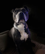 Load image into Gallery viewer, XS White Pearl Triplo Acrylic Bead Collar