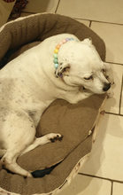 Load image into Gallery viewer, Pastel Rainbow Acrylic Bead Collar