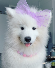 Load image into Gallery viewer, Pink Sugar Bead Collar
