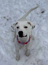 Load image into Gallery viewer, Berry Crackle Bead Collar