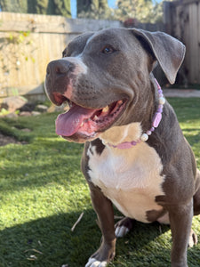 Lilac Rose Bead Collar