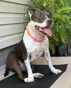 Sunrise Daisies Glam 🌼 Silicone Bead Collar