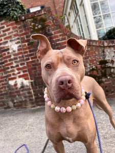 Rose Gold Champagne Bead Collar