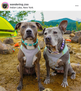 Medium Turquoise Bead Collar