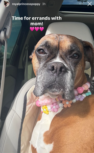 🌼 Multicolor Daisies 🌼 Silicone Bead Collar