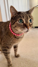 Load image into Gallery viewer, XS Infinity Coral Acrylic [Small Dog/Cat Bead Collar]