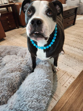 Load image into Gallery viewer, Polar Blue Acrylic Bead Collar