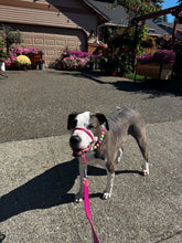 Load image into Gallery viewer, Neon Candyland Bead Collar