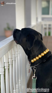 Chunky Golden Yellow Pearls Acrylic Bead Collar