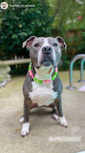 Watermelon Sugar Bead Collar