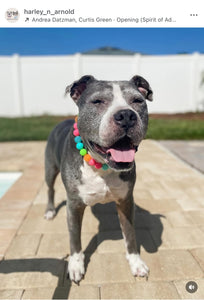Tropical Punch Bead Collar