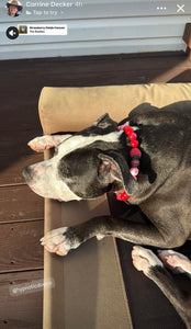 Strawberry Shortcake Bead Collar