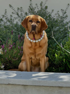 Chunky White Pearls Acrylic Bead Collar