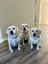 Load image into Gallery viewer, Purple Crush Acrylic Bead Collar