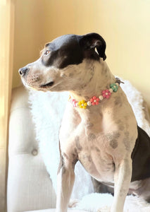 🟧 16" Slip On (Black O-Ring) 🌼 Multicolor Daisies 🌼 Silicone Bead Collar - PRE-MADE/FINAL SALE