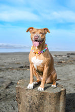 Load image into Gallery viewer, PERSONALIZED Candy Sweetheart Bead Collar