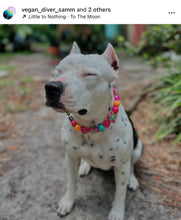 Load image into Gallery viewer, Retro Groovy 🌼 Bead Collar