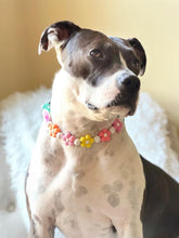 Load image into Gallery viewer, 🟧 16&quot; Slip On (Black O-Ring) 🌼 Multicolor Daisies 🌼 Silicone Bead Collar - PRE-MADE/FINAL SALE