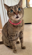 Load image into Gallery viewer, XS Infinity Coral Acrylic [Small Dog/Cat Bead Collar]