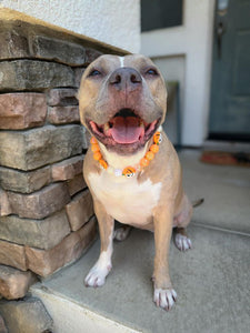 Jack O' Lantern Bead Collar