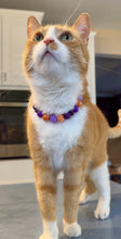 Load image into Gallery viewer, MINI Spellbound [Small Dog/Cat Bead Collar]