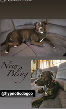 Load image into Gallery viewer, Blackjack Acrylic Bead Collar - SALE