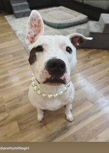 Chunky White Pearls Acrylic Bead Collar