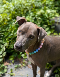 Pastel Rainbow Acrylic Bead Collar