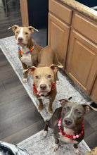 Load image into Gallery viewer, Santa Cruz Acrylic Bead Collar